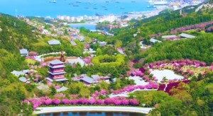 4月20日至5月5日威海赤山景区邀您共度浪漫樱花季！